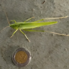 Neoconocephalus triops