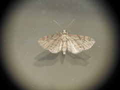 Eupithecia pusillata