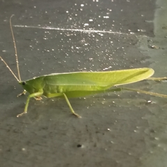 Neoconocephalus triops
