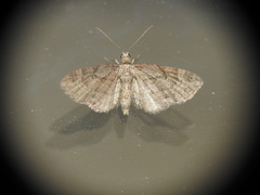 Eupithecia pusillata