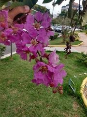 Lagerstroemia speciosa