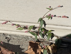 Persicaria pensylvanica