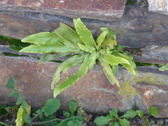 Asplenium scolopendrium scolopendrium