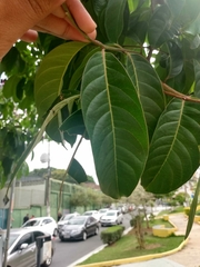 Lagerstroemia speciosa