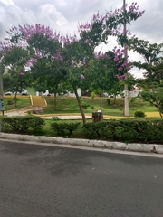 Lagerstroemia speciosa