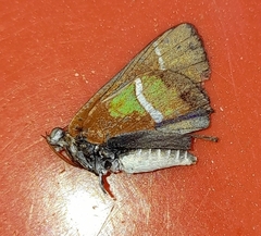 Chlorostrymon simaethis