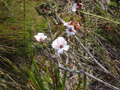 Adenandra uniflora