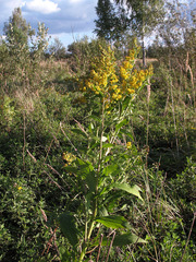 Solidago × snarskisii
