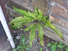 Asplenium scolopendrium scolopendrium