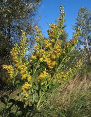 Solidago × snarskisii
