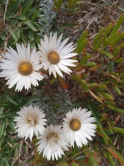 Helichrysum retortum