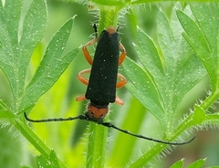 Phytoecia affinis