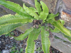 Asplenium scolopendrium scolopendrium