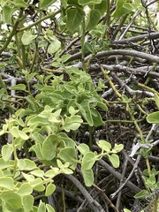 Cryptocarpus pyriformis