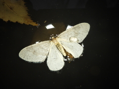 Operophtera fagata