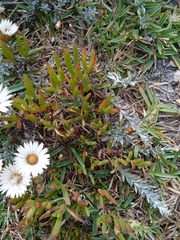 Helichrysum retortum