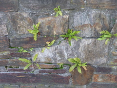 Asplenium scolopendrium scolopendrium