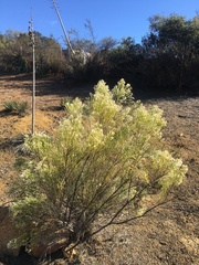 Baccharis sarothroides