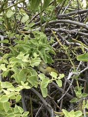 Cryptocarpus pyriformis