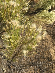 Baccharis sarothroides