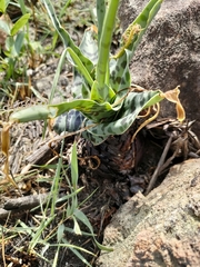 Ledebouria inquinata