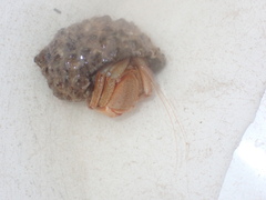 Pagurus bernhardus