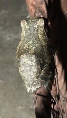 Chiromantis xerampelina