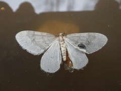 Operophtera fagata