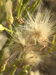 Baccharis sarothroides