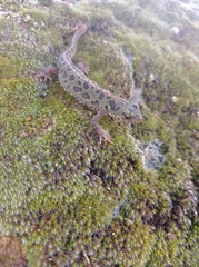 Triturus pygmaeus