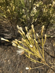 Baccharis sarothroides