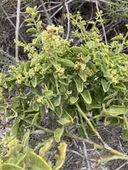 Cryptocarpus pyriformis