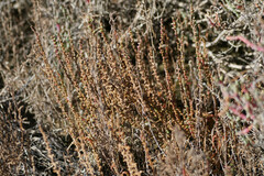 Halocnemum strobilaceum