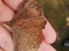Bartheletia paradoxa