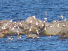 Calidris canutus