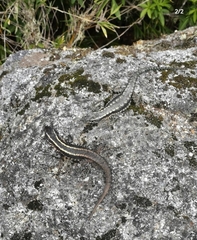 Liolaemus septentrionalis