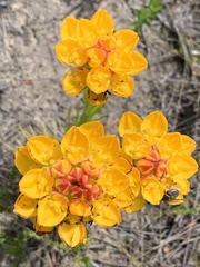 Ceratandra grandiflora