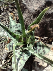 Ledebouria inquinata