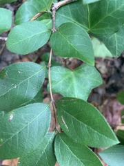 Lonicera fragrantissima
