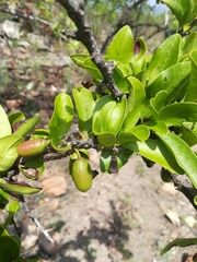 Ximenia caffra