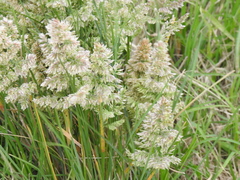 Poa arachnifera