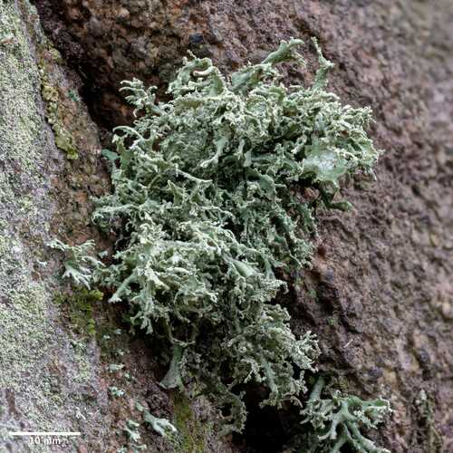 stužkovec poprášený (Ramalina pollinaria)
