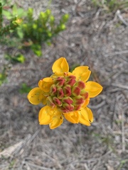 Ceratandra grandiflora