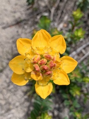 Ceratandra grandiflora