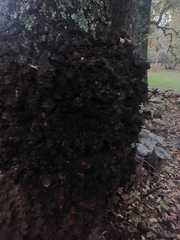 Agrobacterium radiobacter