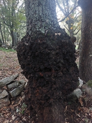 Agrobacterium radiobacter