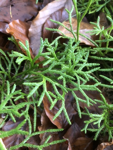 Lycopodium complanatum iNat (1)