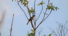 Saltator similis
