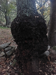 Agrobacterium radiobacter