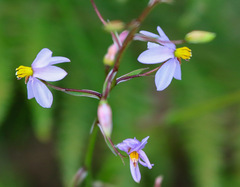 Cyanella